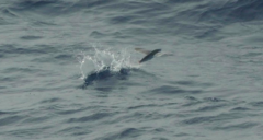 Cheilopogon