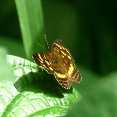Anthanassa drusilla