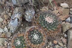 Mammillaria