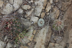 Thelocactus bicolor bicolor