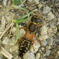 Staphylinus caesareus