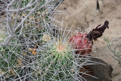 Echinocereus stramineus