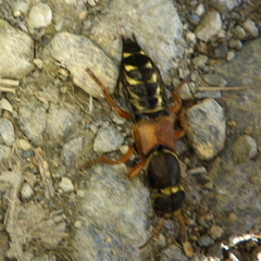 Staphylinus caesareus