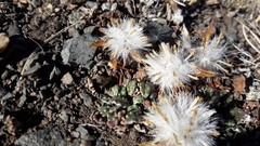 Trichocline dealbata