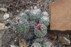 Neolloydia conoidea