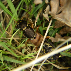 Staphylinus caesareus