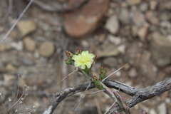 Cylindropuntia leptocaulis