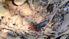 Mastigoproctus giganteus