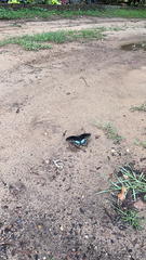 Papilio troilus image