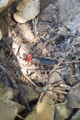 Mastigoproctus giganteus