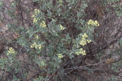 Parthenium incanum