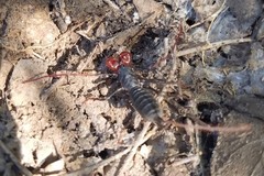 Mastigoproctus giganteus