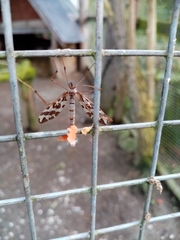 Mischoderus forcipatus