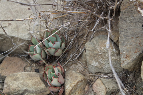 Image of Echeveria strictiflora by (c) Francisco Martínez González, some rights reserved (CC BY-SA)