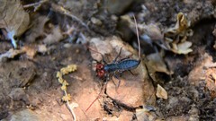 Mastigoproctus giganteus