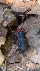 Mastigoproctus giganteus