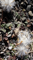 Trichocline dealbata