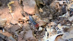 Mastigoproctus giganteus