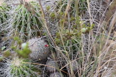 Mammillaria pottsii
