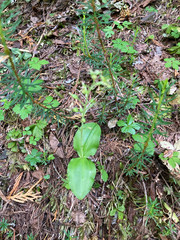 Neottia banksiana