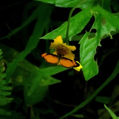 Tegosa anieta