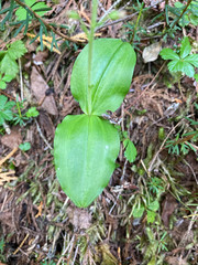 Neottia banksiana