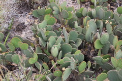Opuntia microdasys
