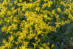 Senecio eremophilus