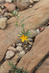 Talinum aurantiacum