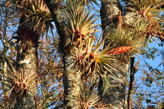 Tillandsia ponderosa