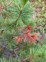 Cronartium ribicola