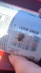 Calligrapha multipunctata