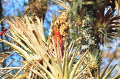Tillandsia ponderosa