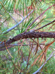 Cronartium ribicola