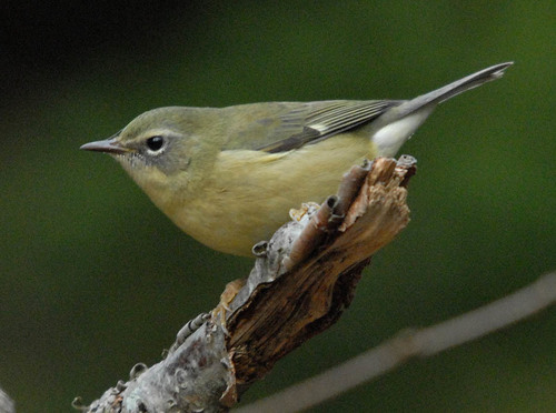 Black-throated Blue Warbler