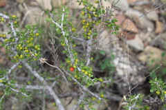 Castela erecta