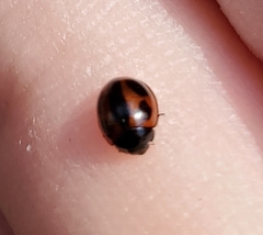 Brumoides septentrionis