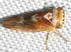 Populicerus formosus