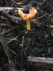Hygrocybe xanthopoda