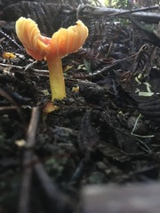 Hygrocybe xanthopoda
