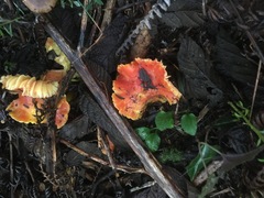 Hygrocybe xanthopoda