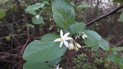Styrax officinalis