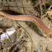 Spotted Cusk-Eel - Photo (c) Helge Weissig, some rights reserved (CC BY-SA), uploaded by Helge Weissig