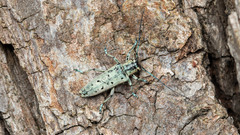 Saperda octopunctata