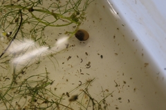 Cyzicus californicus