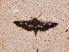Desmia subdivisalis