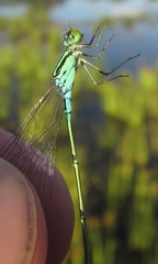 Pseudagrion nubicum