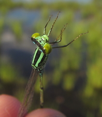 Pseudagrion nubicum