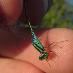 Pseudagrion nubicum