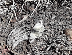 Phulia nymphula